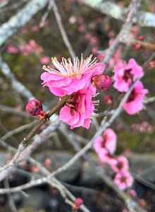 ume blossom on tree