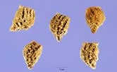 triangular shaped light brown seeds.