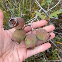 Honky nuts, the large urn-shaped gumnuts of the marri tree,