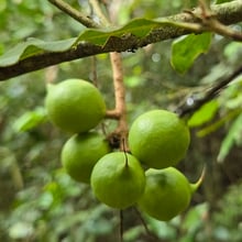 Cluster of green round nuts.