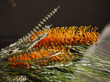 Orange one-sided flower spike of the fern-leaved grevillea