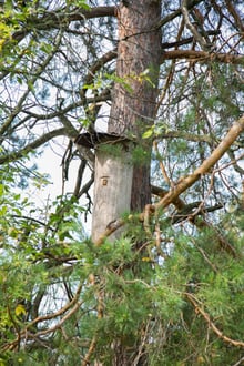 An old bort high in a pine in the Shulgan-Tash reserve, showing the cut hollow with its entrance slot, a rain roof and a carved family mark.