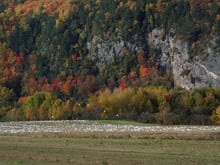 Hundreds of white snow geese massed on a field at Cap Tourmente, with a forested cliff behind them in full autumn colour.