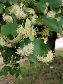 Small-leaved lime in flower, each cluster of cream flowers hanging from a pale strap-shaped bract, on a street tree in Katowice.
