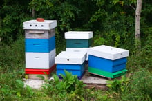 Five painted wooden beehives in white, blue and green stacked on a pallet at the edge of green scrub