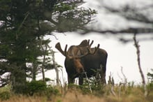 A bull moose with broad antlers standing among low wind-bent spruce on a plateau under a pale sky