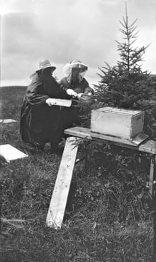 Two figures in veils and long coats crouched beside a small spruce, working at a single hive body on a wooden stand, a plank leaning from the ground up to it.
