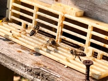 Several small striped honey bees walking on the pale plastic entrance grille of a wooden beehive.