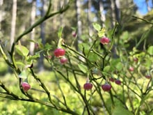 Pink bell-shaped bilberry flowers hanging from thin green stems, with blurred pine trunks and sunlit forest floor behind.