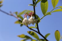 A cluster of white bell-shaped blueberry flowers hanging from a leafy twig against a clear blue sky.