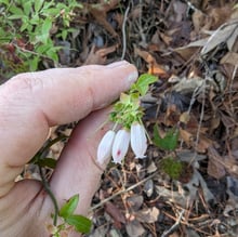Three white bell-shaped rabbiteye blueberry flowers hanging from a twig held against a fingertip, with dry leaf litter behind.