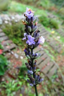 A slender spike of violet lavender flowers, some faded, against a blurred garden path.