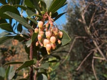 A drooping cluster of pink-tinged, bell-shaped flowers among glossy dark green leaves against a blue sky.
