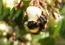 A black and yellow bumblebee pushing its head into a white bell-shaped flower on a pink stalk.