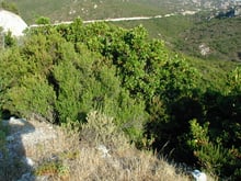 A hillside of rounded green shrubs above a track that contours a scrub-covered valley.