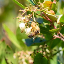 A honey bee clinging to a cluster of small white bell-shaped flowers, with withered brown corollas and small green fruit beside it.