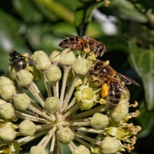 Close-up of a round head of green ivy flowers with several honey bees on it, one carrying orange pollen.