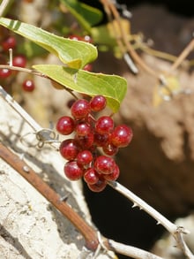 A hanging bunch of glossy red berries beside a heart-shaped leaf with a spiny edge, on thorny stems against pale rock.