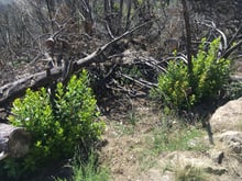 Two bushy green shrubs of new growth rising from the ground among burnt grey stems and fallen trunks.