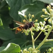 A large dark hornet with an orange-banded abdomen and yellow leg tips perched on a round cluster of green ivy flowers.