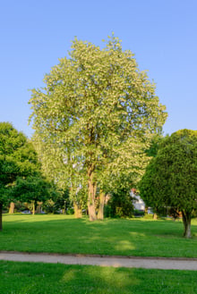 A tall black locust tree in a park, its whole crown pale with white flower clusters under a blue sky.