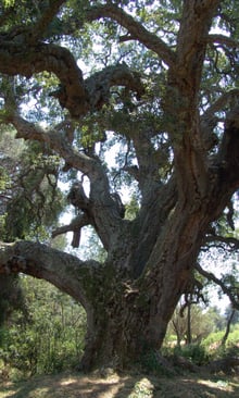 A huge oak with deeply furrowed bark and twisting limbs, seen from below against a bright green canopy.