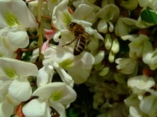 A honey bee head-down among open white black locust flowers, with pink-tinged buds nearby.