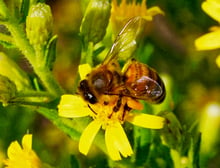 A honey bee with orange pollen on its hind legs working a small yellow daisy-like flower among buds.