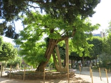 An old leaning black locust in full leaf, its split trunk held up by two concrete props, inside a low woven fence in a small park.
