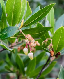 Two cream-white, urn-shaped flowers on pink stalks hang beside a cluster of withered brown ones, among dark green toothed leaves.