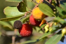 A branch in low sun with one ripe red bumpy fruit, one dried black fruit and orange-yellow fruits, beside clusters of small pale flower buds.