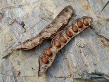 Two halves of a dry brown carob pod lying on grey rock, one still holding a row of glossy brown seeds.