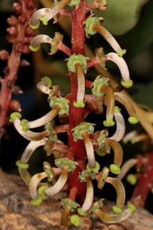 A red flower stalk set with small green disc-shaped flowers, each carrying a pale, curved pistil.