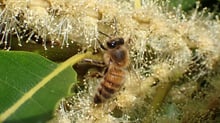A honey bee seen from above among dense cream chestnut catkins, a glossy toothed chestnut leaf entering from the left.