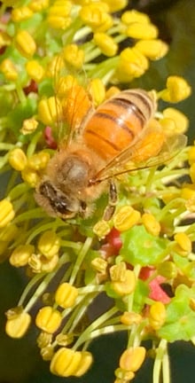 A honey bee with orange and dark bands feeding among small green discs and yellow anthers on a carob flower spike.