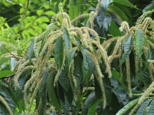 A branch hung with dozens of long fuzzy cream catkins over dark saw-toothed chestnut leaves.