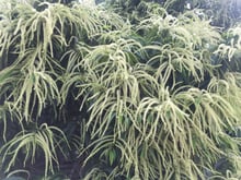 A chestnut crown thick with hundreds of long cream catkins hanging over dark green leaves, backlit.