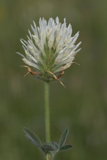 A single rounded berseem flower head of spreading white florets on a hairy stem, against a soft green background.