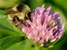A large buff and black bumblebee gripping the side of a pink-purple red clover flower head, its head pushed in among the florets.