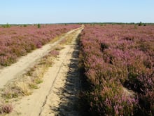 A wide open heath of purple-flowering heather on both sides of a pale sand track, under a clear sky.