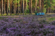 A wide sunlit heath in purple flower before a wall of pine trunks, with a row of blue and green hives standing on it.
