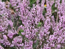 A dense stand of pale pink flowering ling filling the frame.