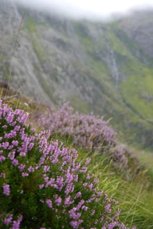 A low bush of pink-mauve flowering heather in the foreground below a steep mist-topped mountain wall.