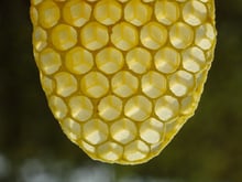 The rounded tip of a piece of honeycomb held against the light, its hexagonal cells pale and the thin cell walls glowing yellow.