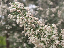 A spray of tiny white bell flowers with dark-tipped anthers along a needle-leaved stem.