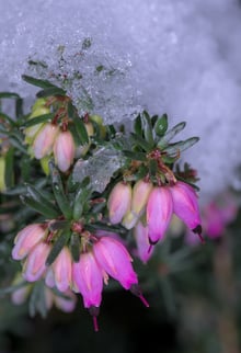 Pink bell flowers and needle leaves with snow and ice resting on them.