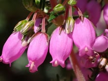 Large deep-pink urn-shaped flowers hanging from a stem, in close-up.