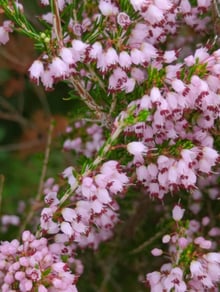 Small pale pink bells with protruding dark red anthers crowded along the stems.