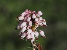 A rounded cluster of white and pale pink bells with dark anthers against a dark green background.