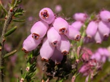 A tight cluster of pale pink urn-shaped flowers at the top of a stem.